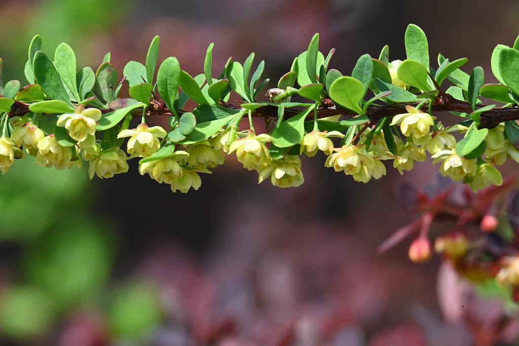 2025-05027020 Pointe Rok, MA.JPG - Japanese Barberry. Pointe Rok neighborhood, MA, 5-2-2025